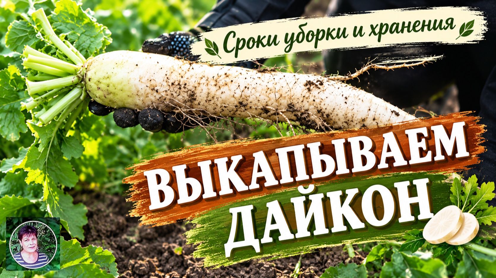 Когда выкапывать дайкон и как его хранить зимой