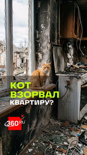 Кот остался один дома — и, возможно, включил плиту: взрыв в Одинцове