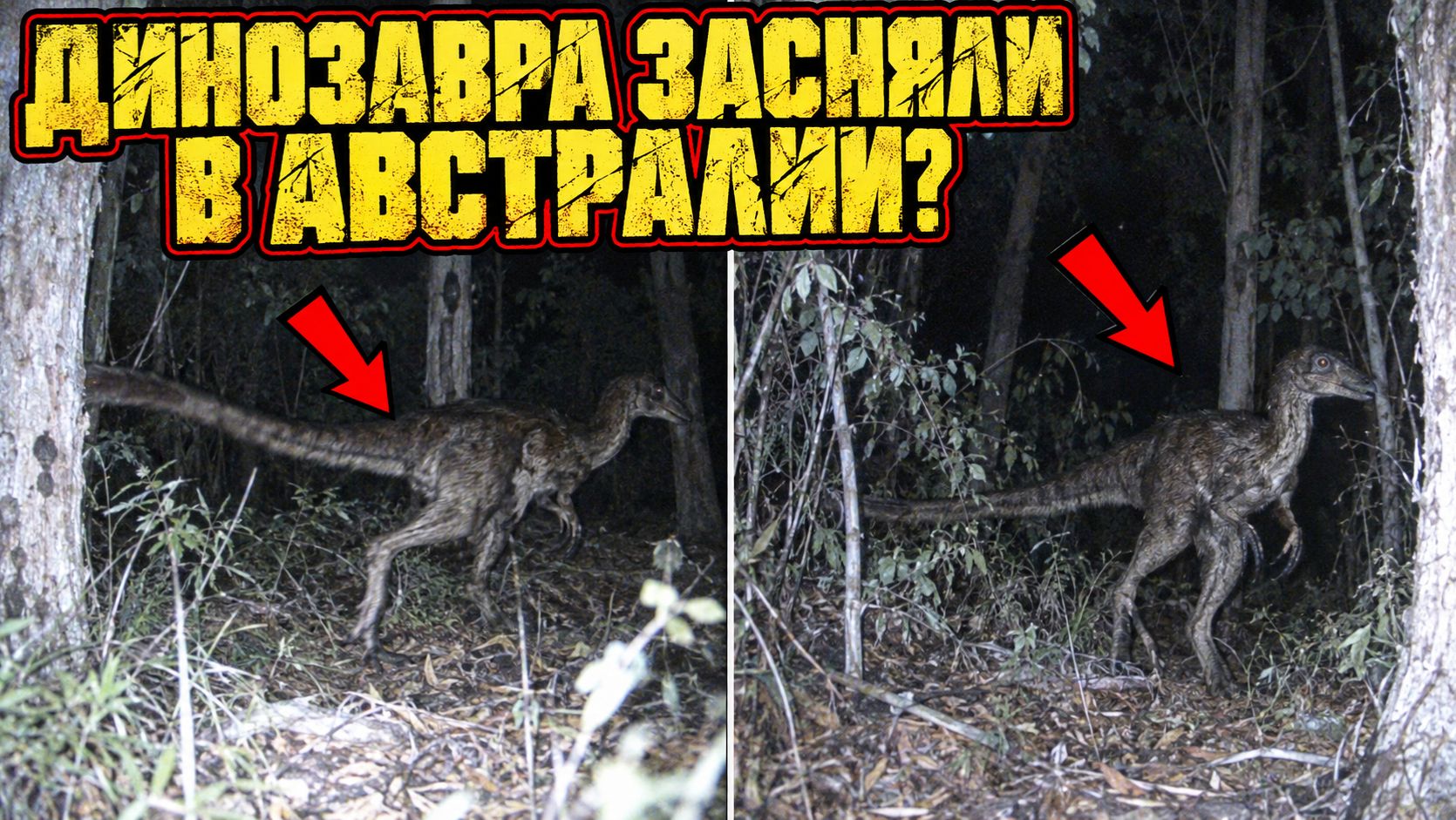 Ночью в лесу Австралии камера дважды поймала существо, похожее на велоцираптора