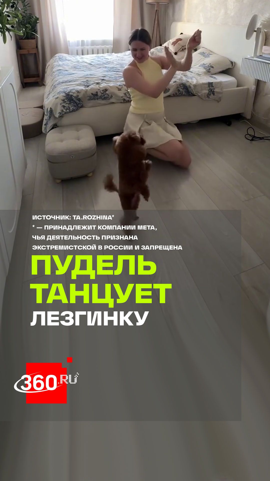 Девушка научила своего пуделя танцевать лезгинку