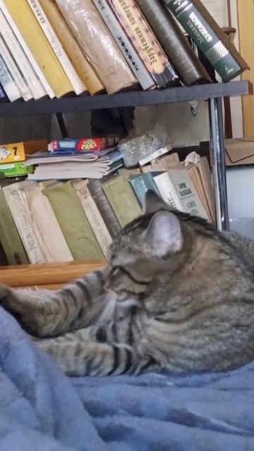 Кошачья жизнь