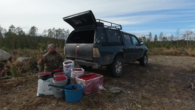 В ТАЙГУ НА ПРОМЫСЕЛ ЯГОД.СБОР ЯГОД НА ПРОДАЖУ. ТАЁЖНАЯ РОМАНТИКА