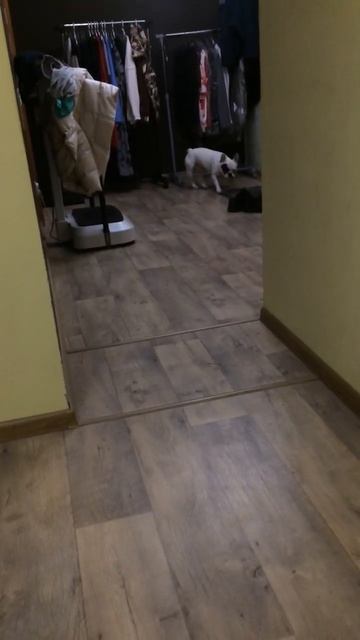 Гоша Бульдог