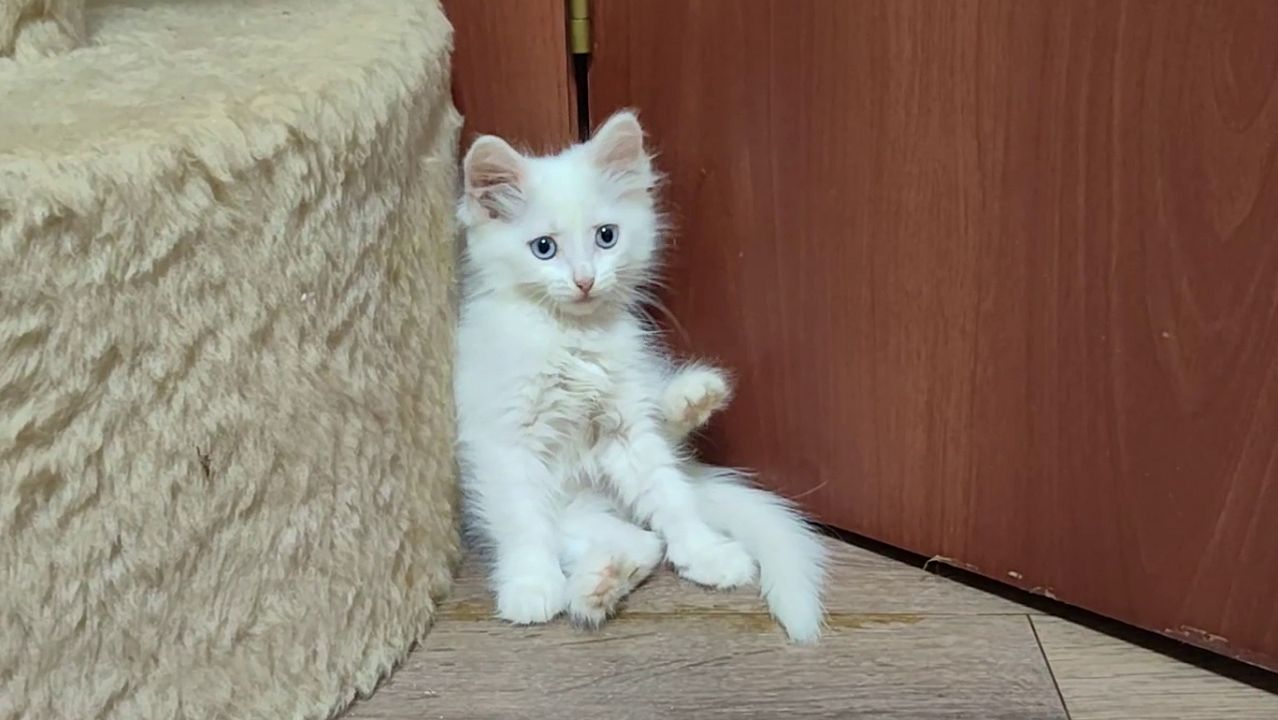 Мама-кошка и ее белый котенок Микки.