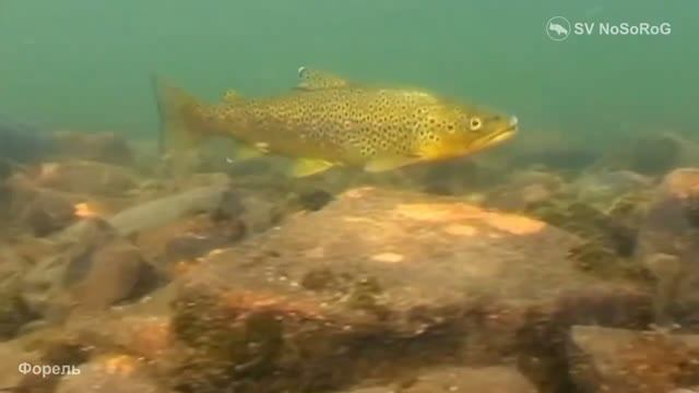 Лососёвые, Салмониды. Семейство Salmonidae. Отряд Лососеобразные — Salmoniformes. Класс Лучепёрые.