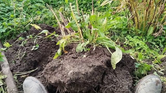 Пионовая дача с огурцами и помидорами