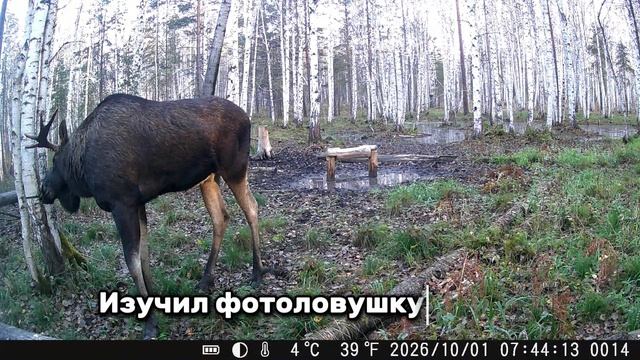 Всякая всячина