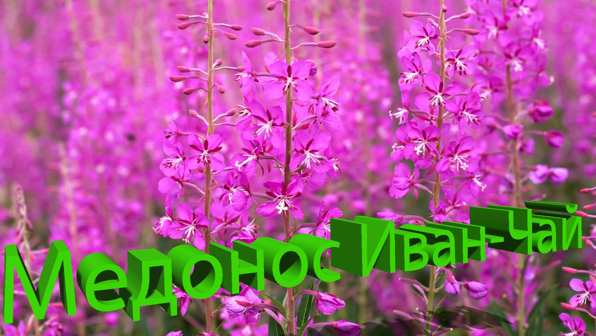 Медосбор