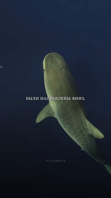 Кит спас женщину от тигровой акулы. → 👤 #Vilorgis →