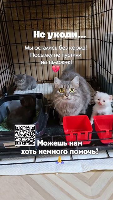 Животные нуждаются в помощи