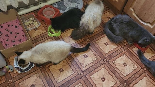 Морские свинки Улли и Пулли и друзья