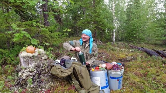 Сбор лесной ягод. Промысел в тайге. Сбор ягод в Карелии