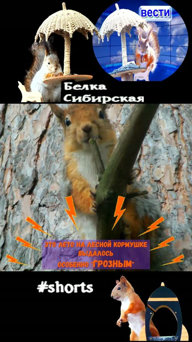 Интересные факты о животных и мои наблюдения