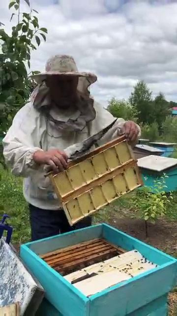 Все о цветочной пыльце