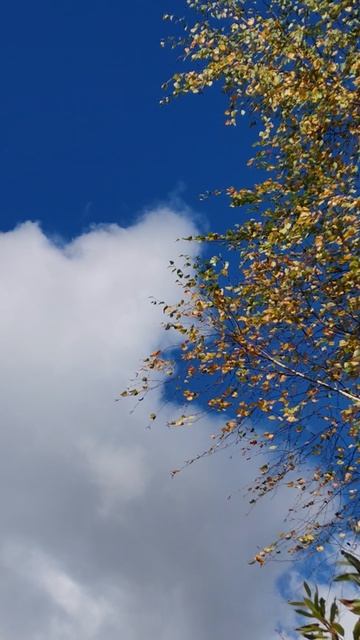 Осенняя рапсодия 🍂