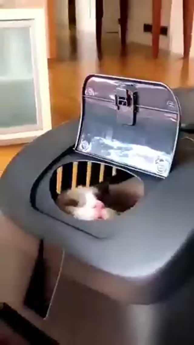Котики весело