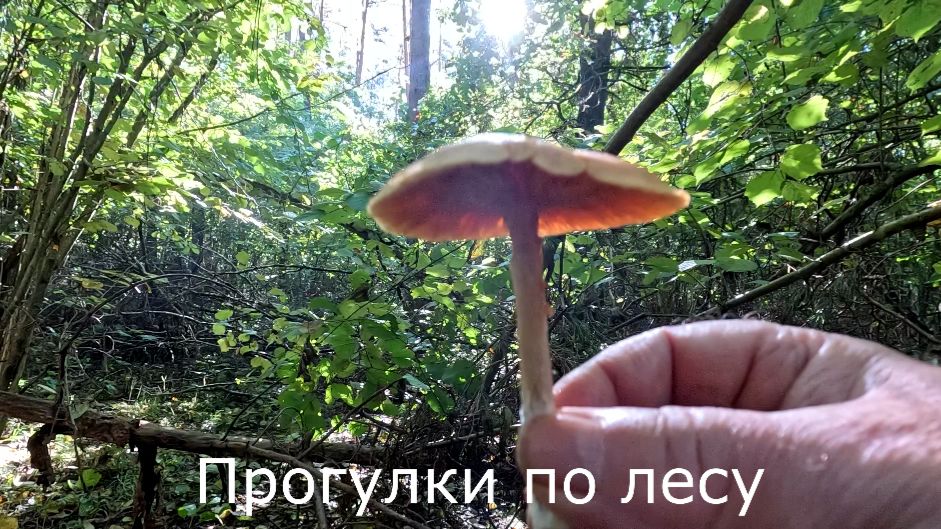 Прогулки по лесу
