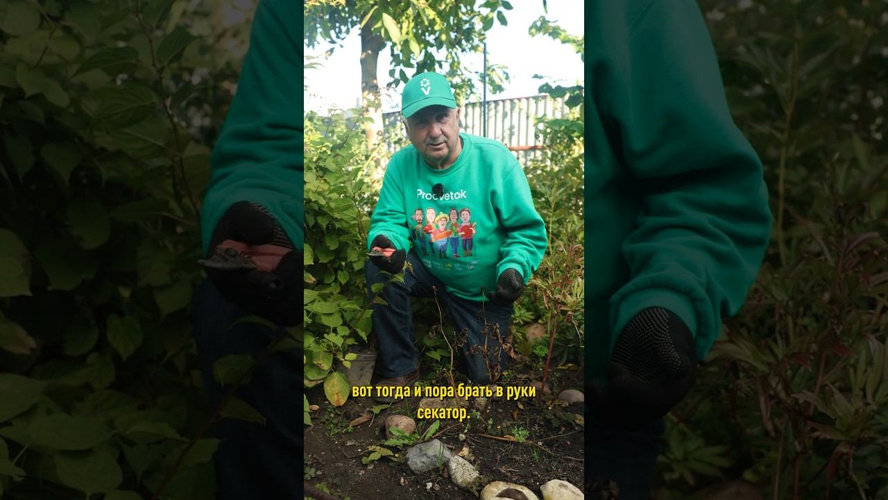 Не вздумайте так обрезать пионы осенью, иначе пышного цветения не будет!