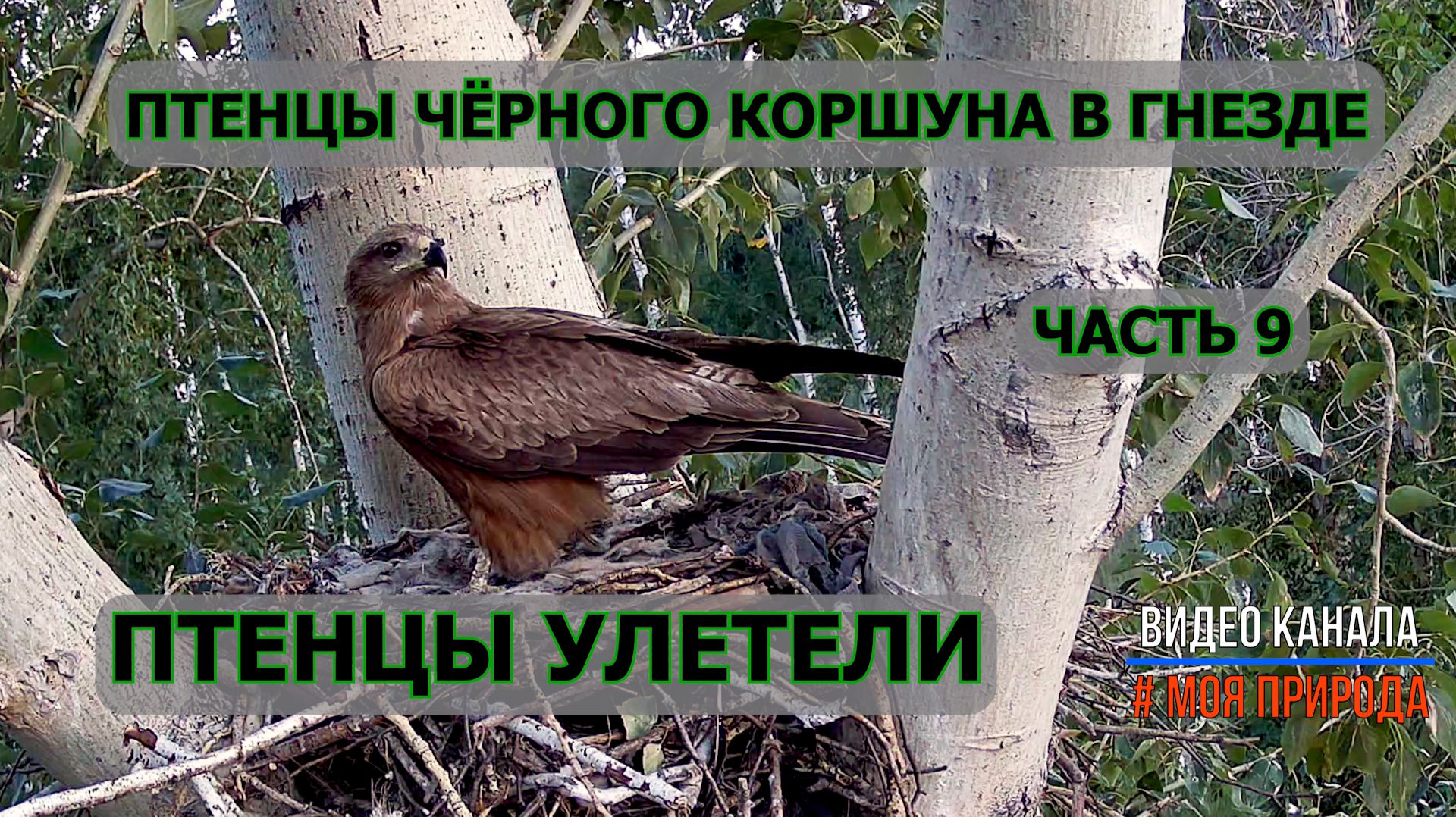 Птенцы Чёрного Коршуна в гнезде