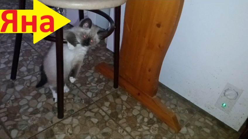 коты