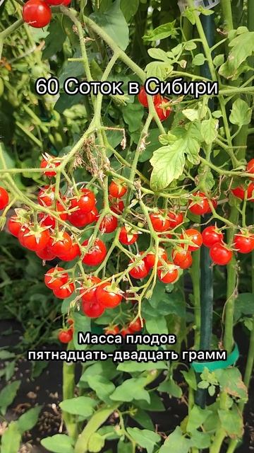Это самый сладкий черри, миллион помидорок на кусте