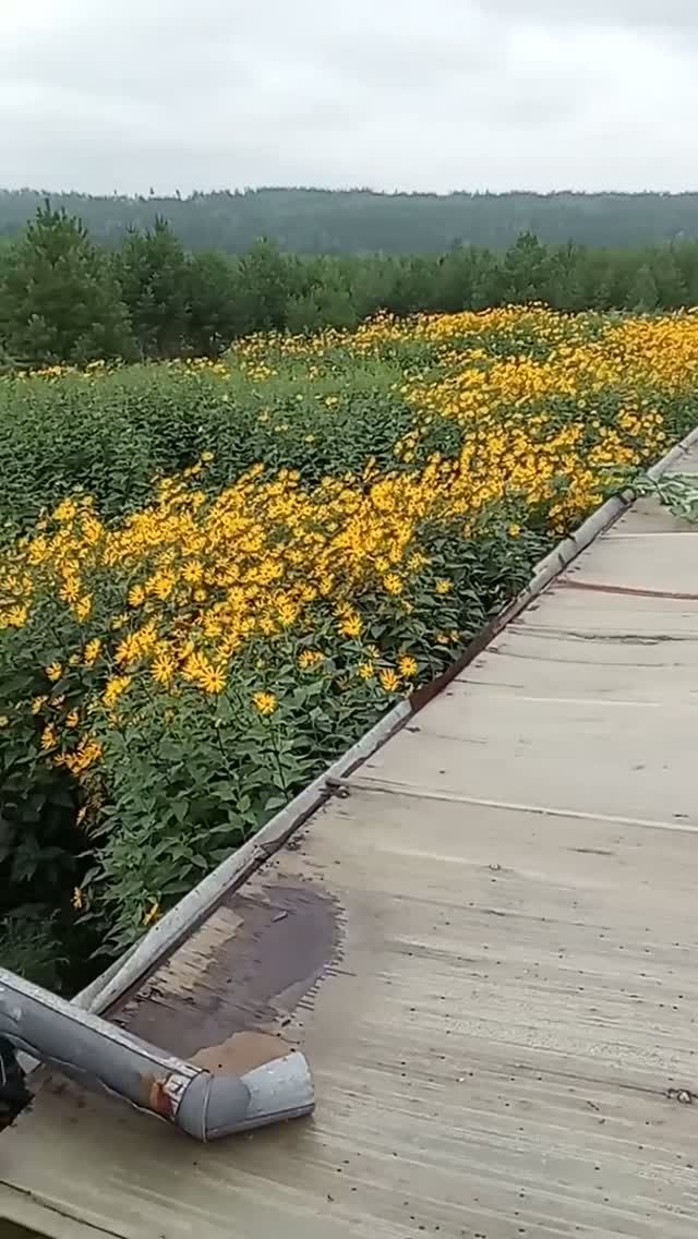 Видео с нашей фермы