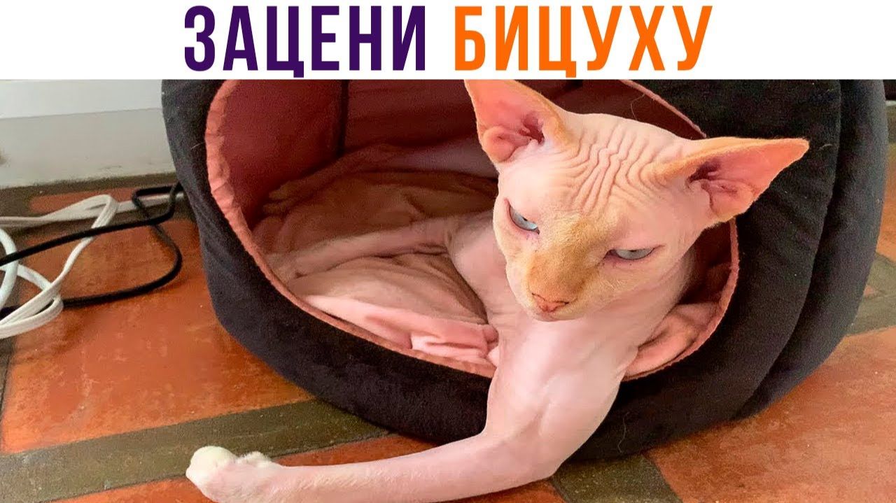 ЗАЦЕНИ БИЦУХУ))) Приколы с котами