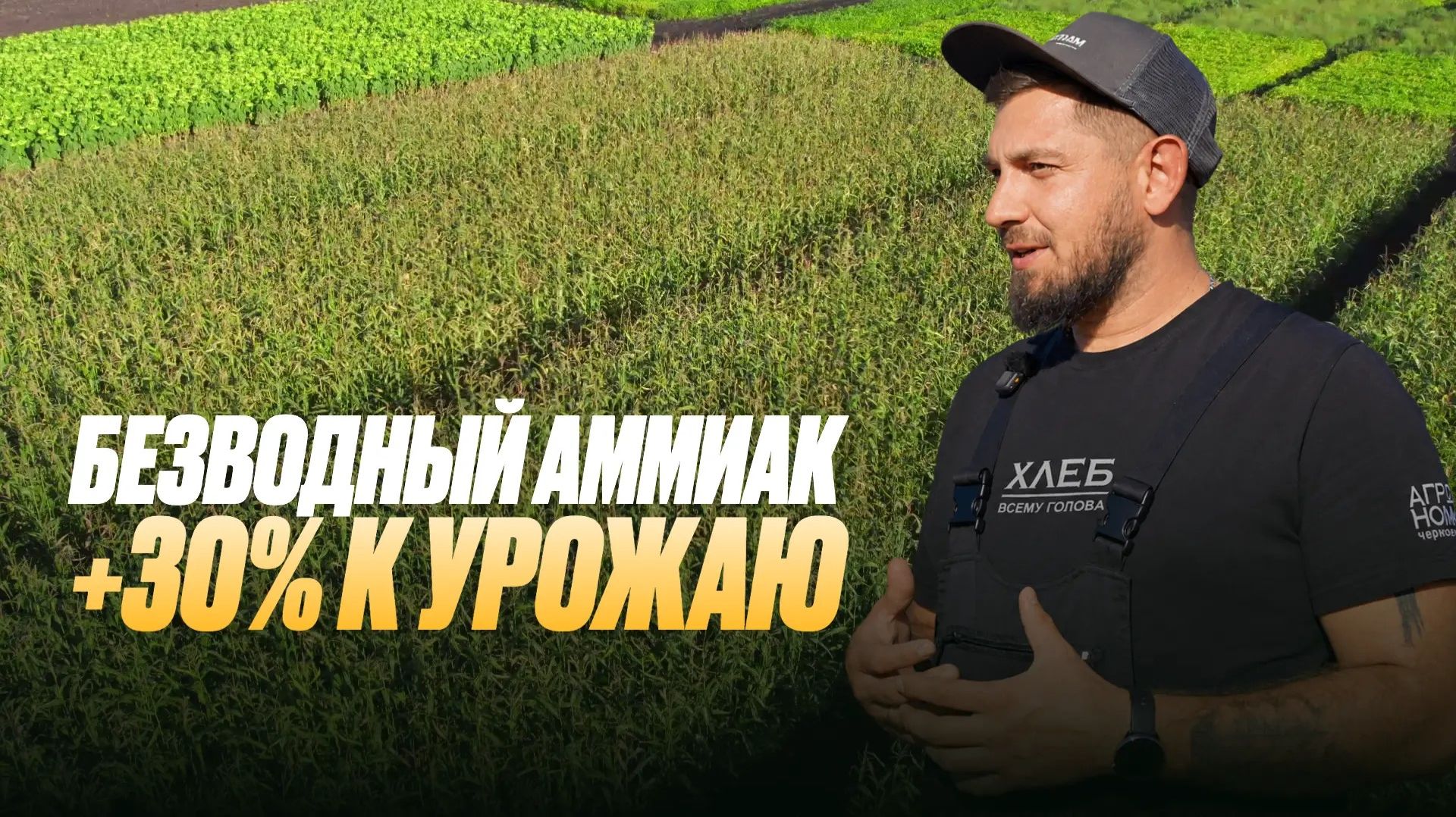 Как получить максимум от поля? Эксперименты с удобрением