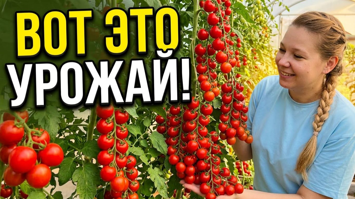 Сладкие как мёд: лучшие томаты черри на моем участке