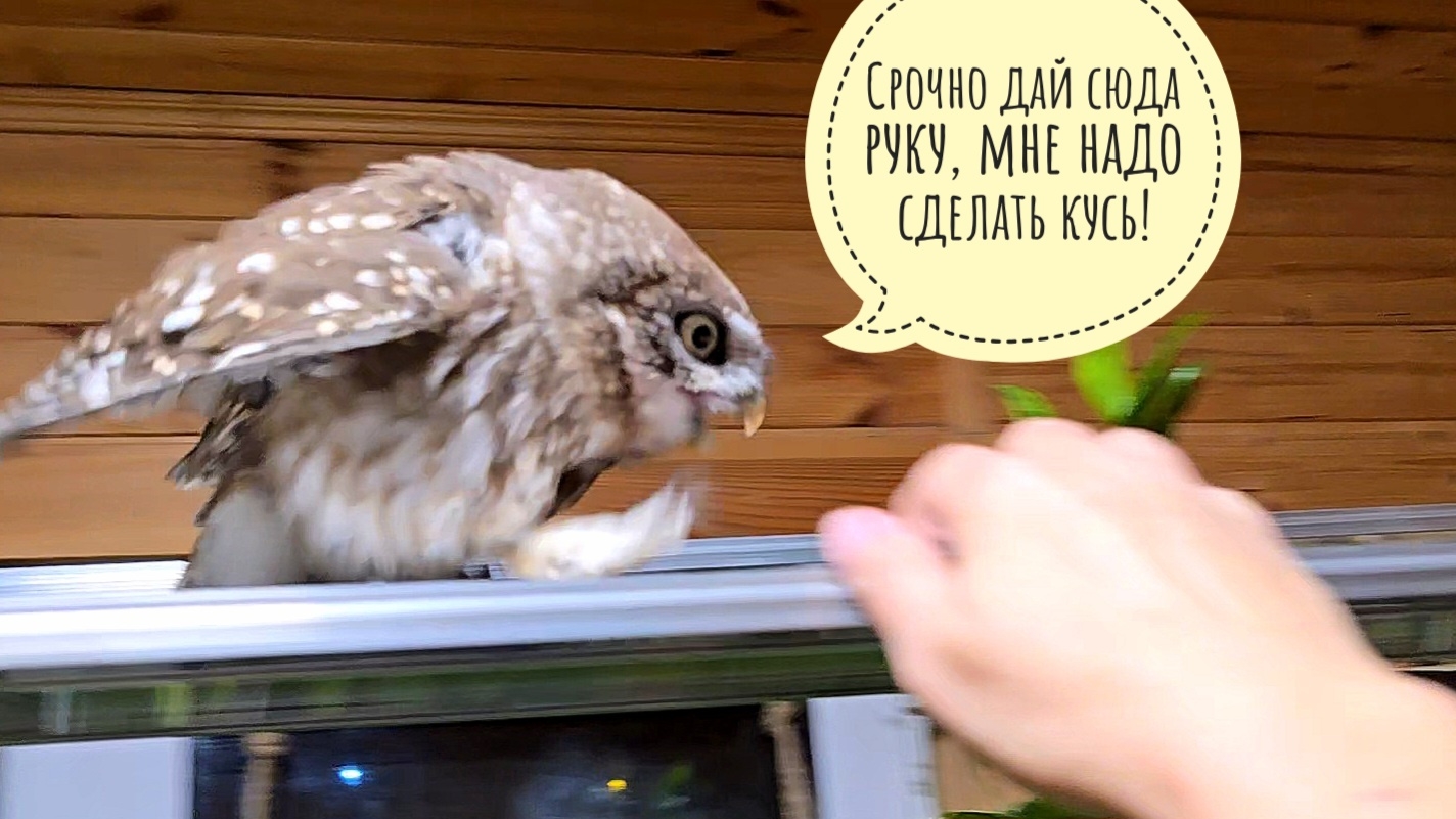 Все руки на стол! Сычу Лучику срочно надо сделать вечерний кусь!