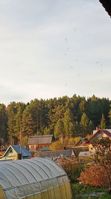 Тимофей бражников бро