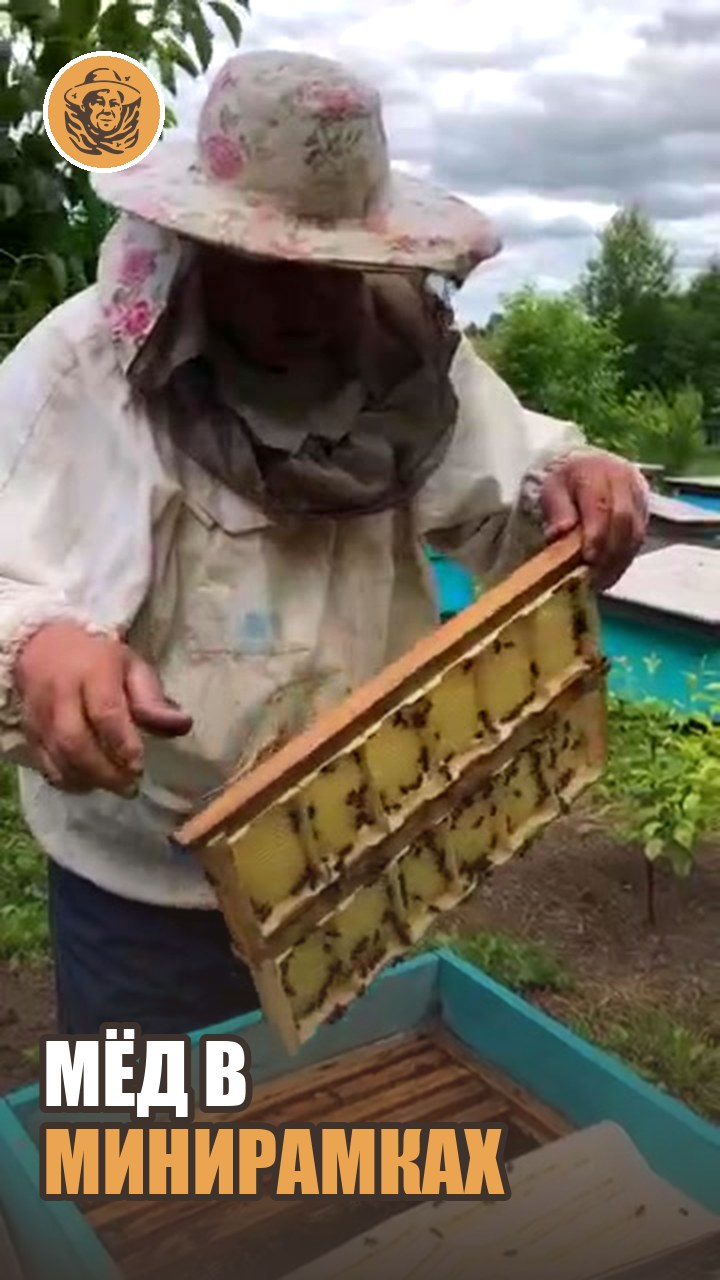 Мёд в сотах