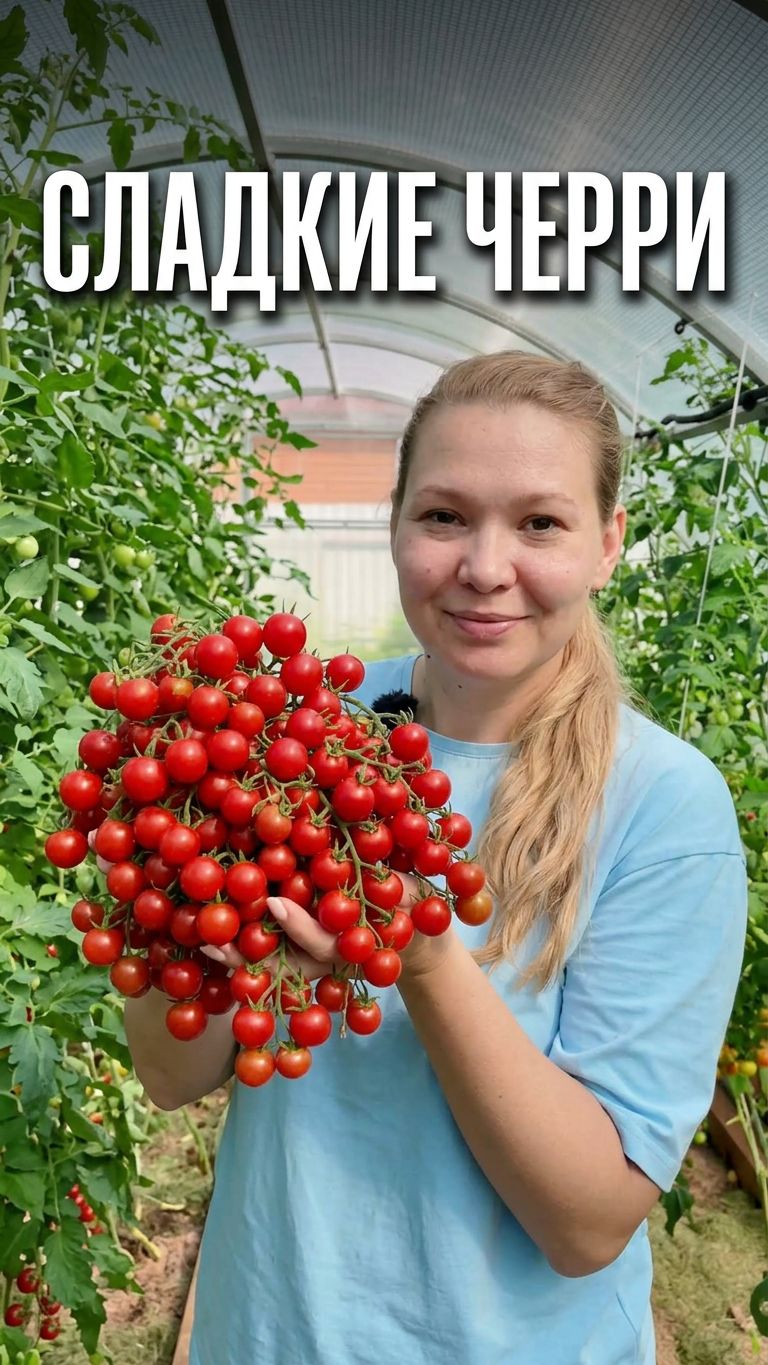 Лучшие черри для теплицы сладкие и урожайные