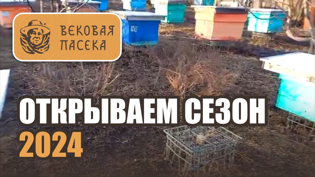 Все о нашей пасеке