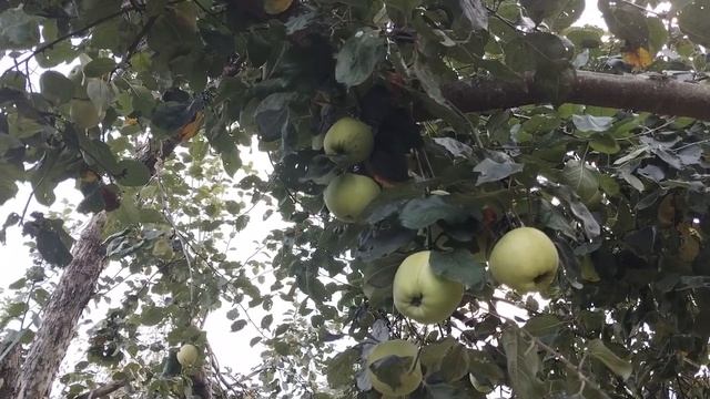 3 октября ЗАГОТАВЛИВАЕМ ВИТАМИНЫ