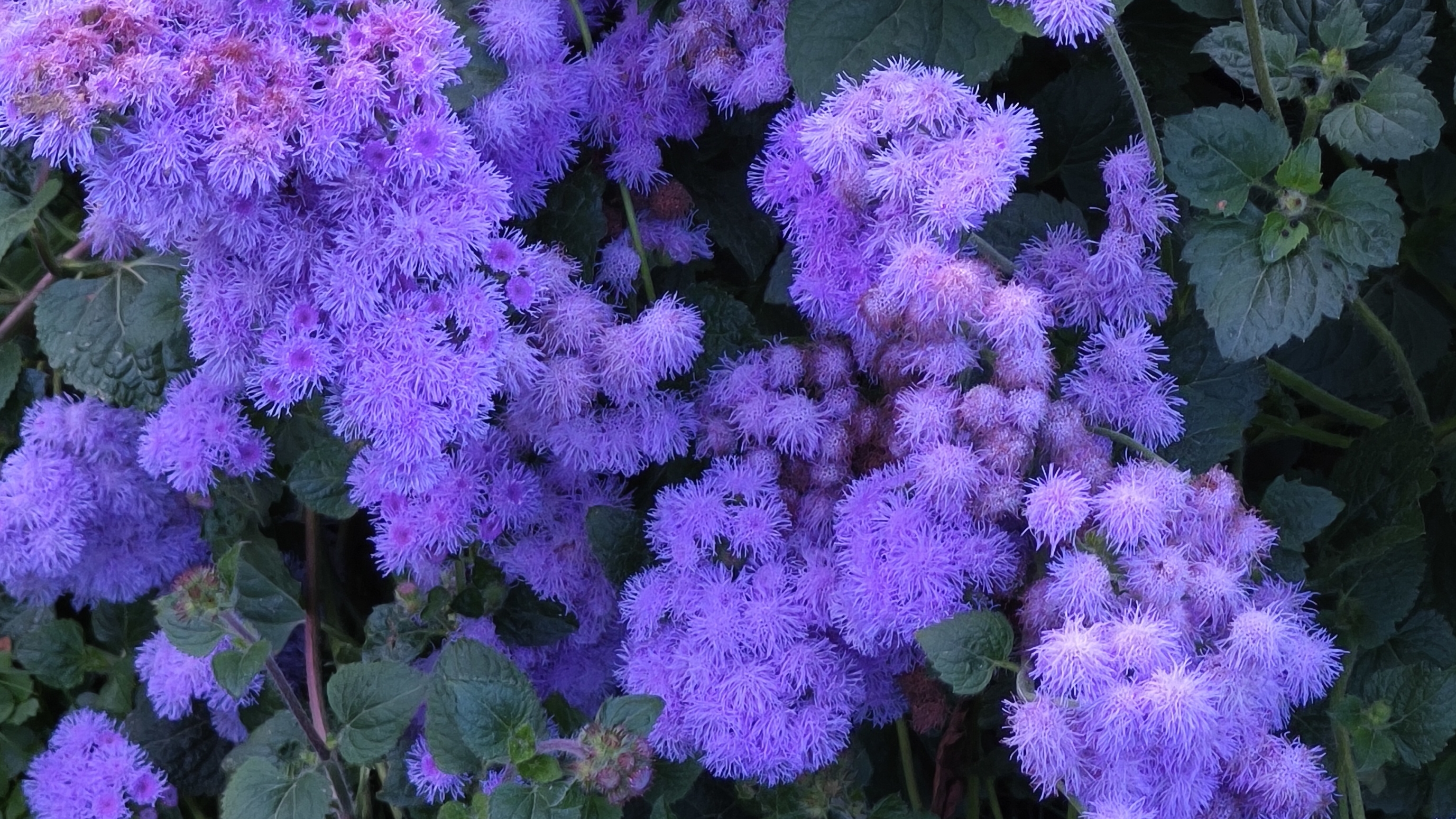 Последние дачные денёчки этого сезона.