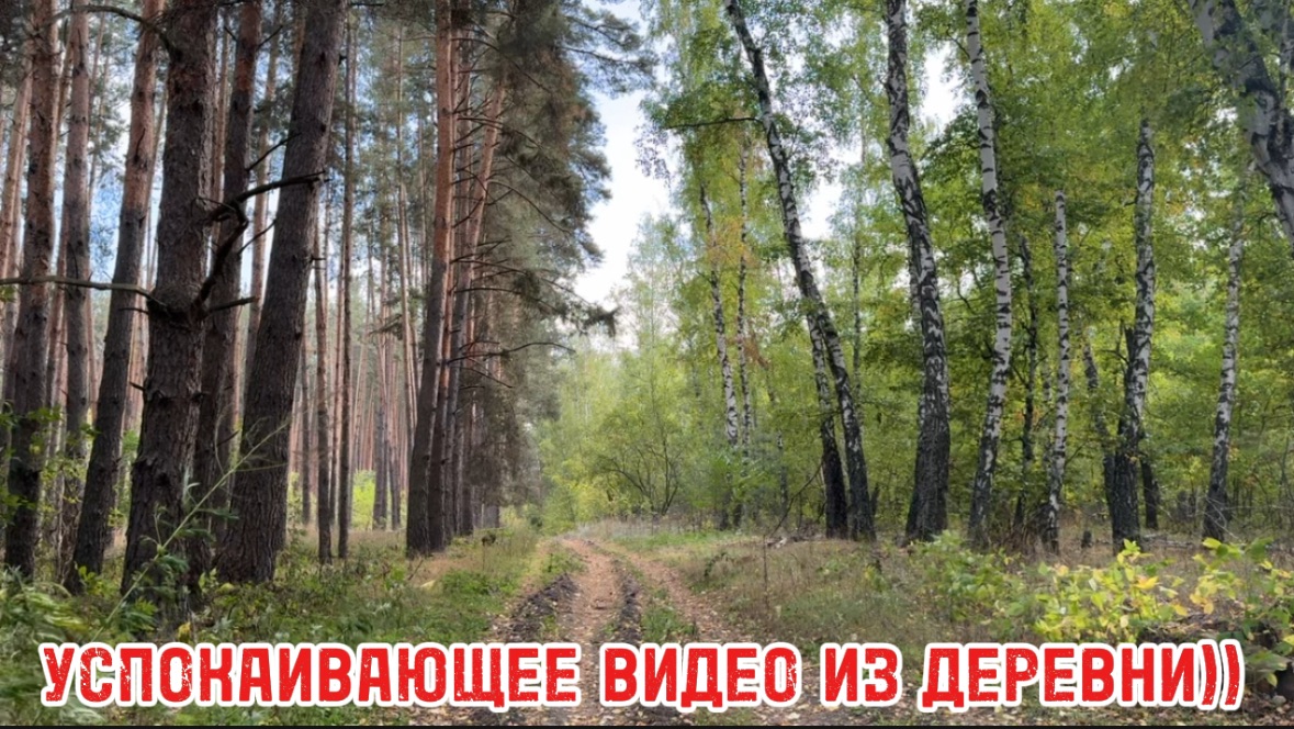 ЭТО САМЫЙ КРАСИВЫЙ ЛЕС, В КОТОРОМ Я БЫЛА 🥹🥰❤️