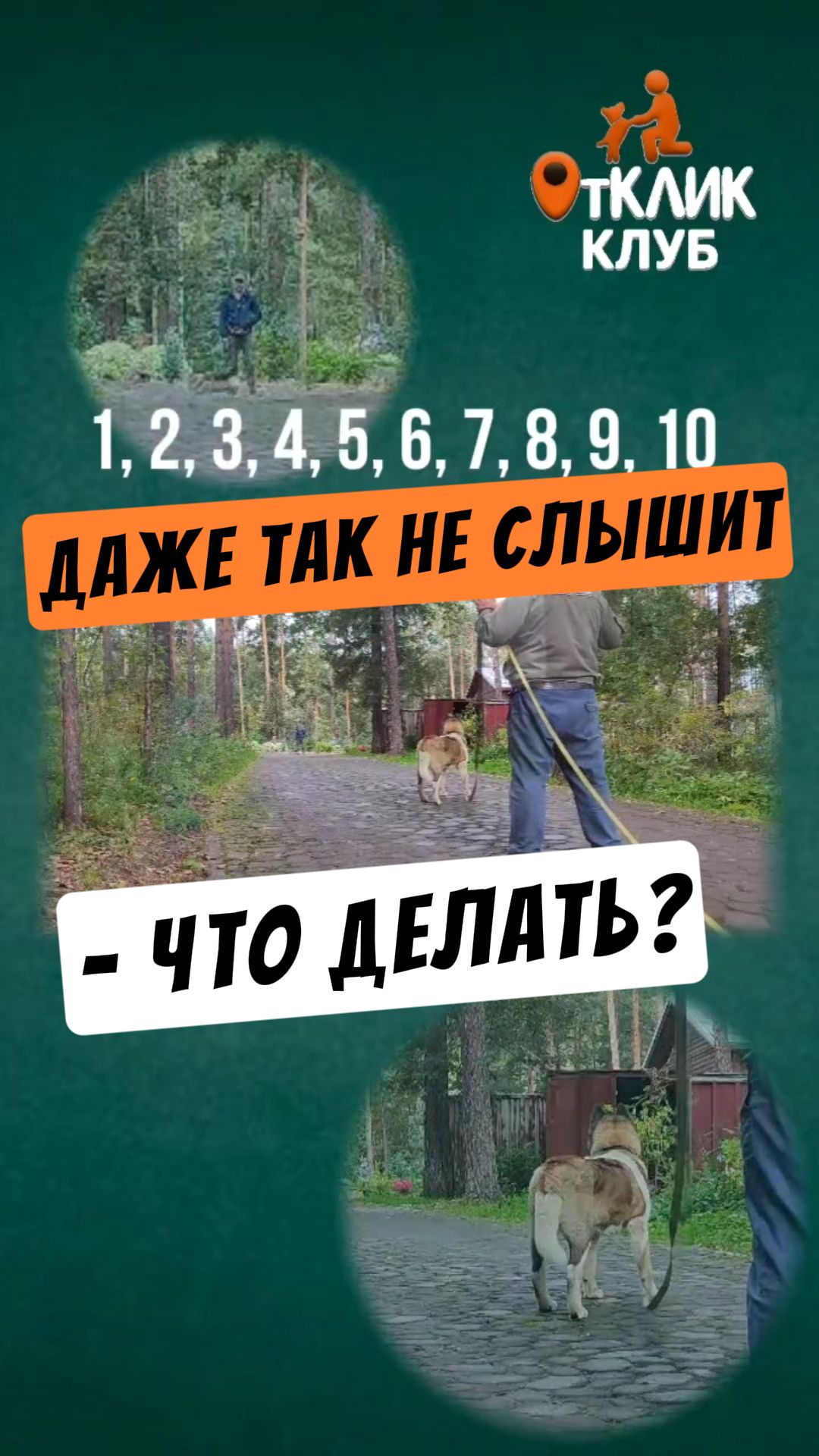 Практика кликер-обучения