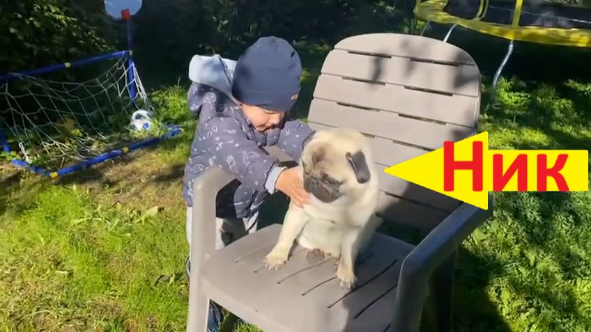 мопс