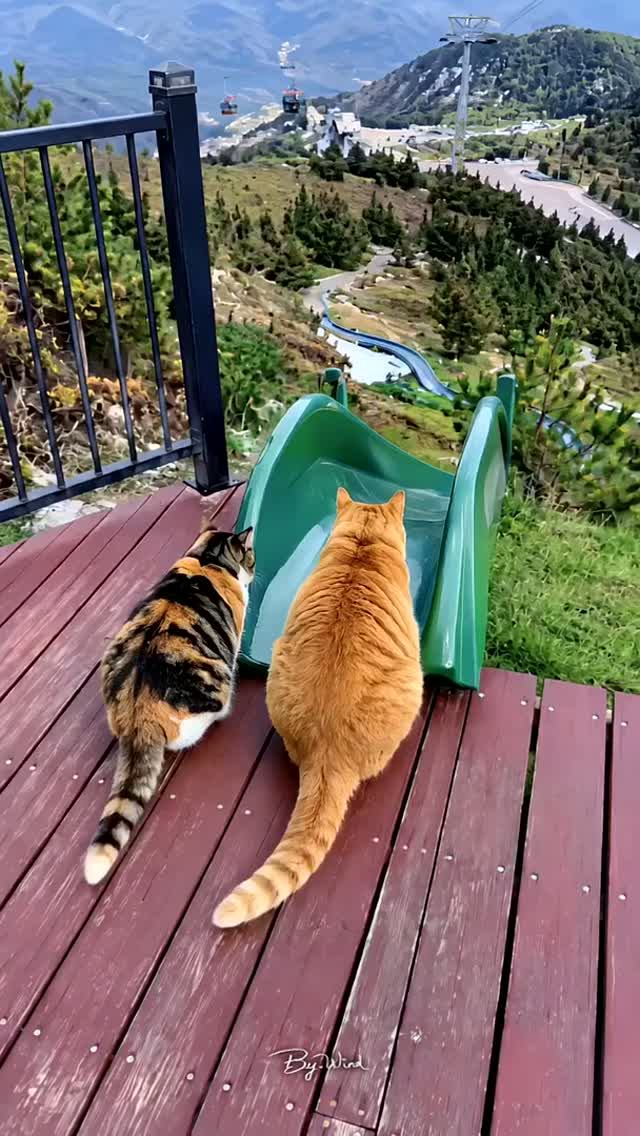 Котёнок в Парке Аттракционов 🎡🍿