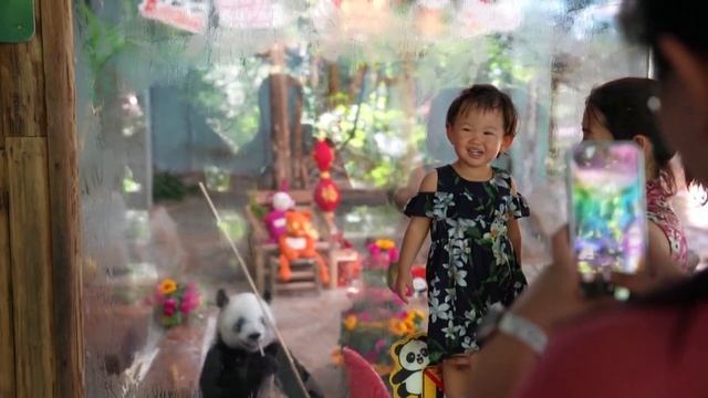 🇨🇳🐼Праздничный пир панд в честь Дня образования КНР