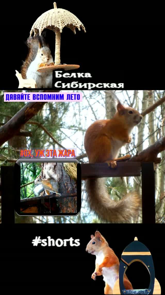 Веселая белка 🐿️