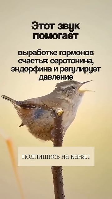 📹 Спокойствие за 432 Гц꞉ снятие напряжения #Shorts → 👤 #ЭЗОТЕРИКА_БАЗА →