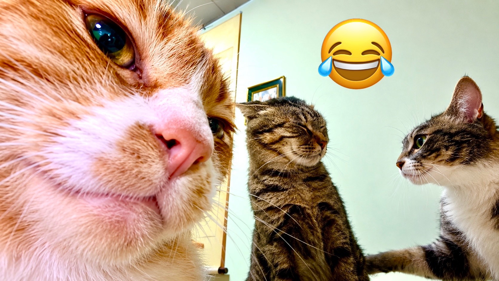 Собаки и Кошки ✨ Невероятно приятные моменты как Мультики!