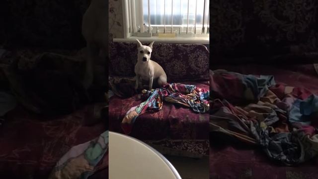 ЖИВОТНЫЕ
