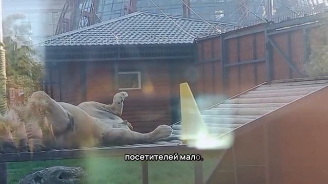 Шерхан