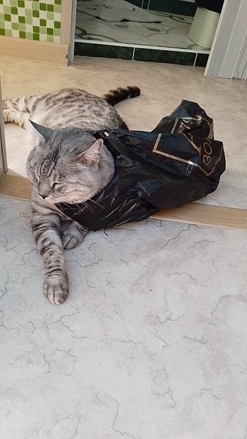 Кот