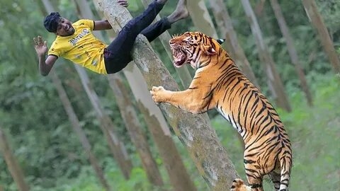 Брутальные атаки тигров, попавшие на камеру.
