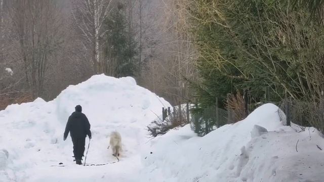 Собаки
