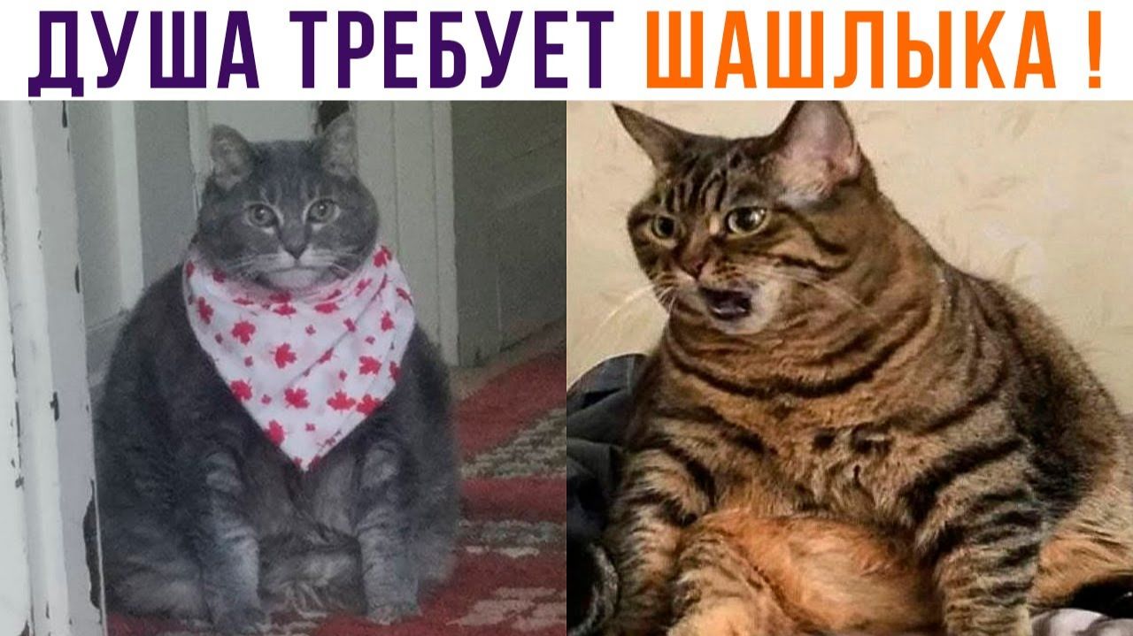 ДУША ТРЕБУЕТ ШАШЛЫКА!))) Приколы с котами